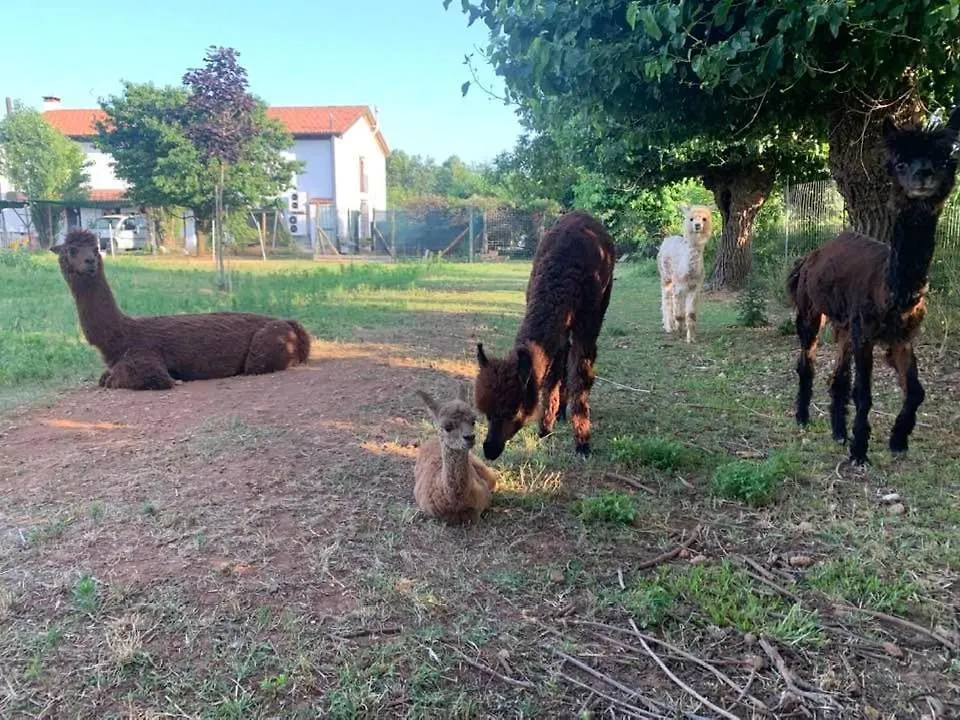 Alloggio per agriturismo Agriturismo il Podere - Vedelago - Treviso